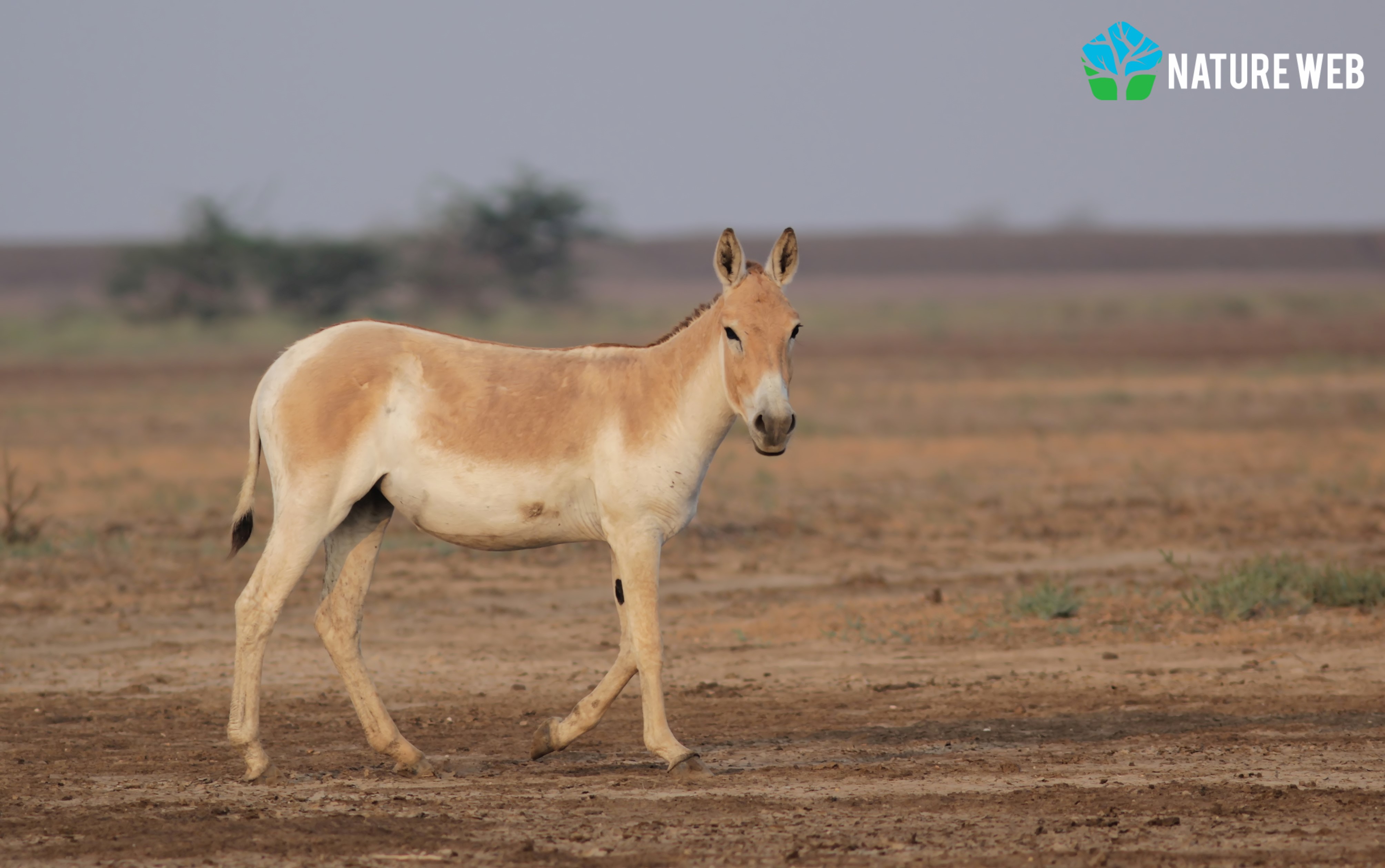 Odd-toed ungulates